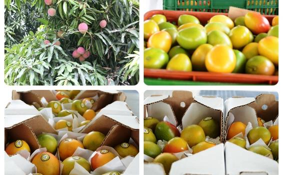 Mango de azúcar rumbo a la Unión Europea Mango de azúcar rumbo a la Unión Europea