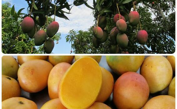 Colombia amplía el número de predios productores de mango para exportar a la Unión Europea