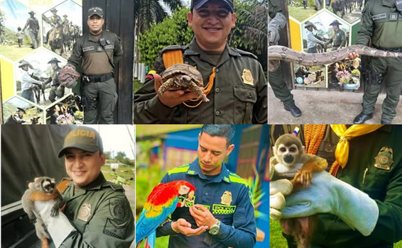 Carabineros de la Policía Nacional en Leticia, están comprometidos con la protección de la fauna silvestre Carabineros de la Policía Nacional en Leticia, están comprometidos con la protección de la fauna silvestre