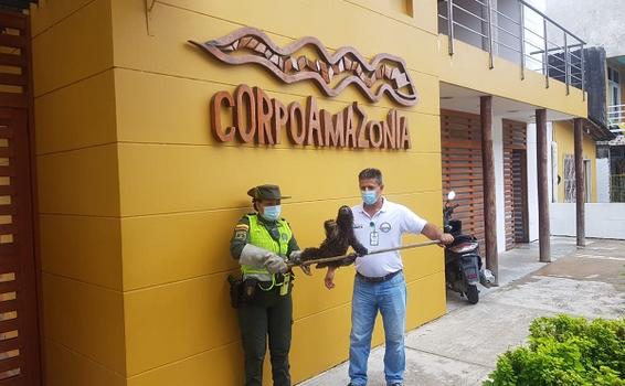 RESCATAMOS OSO PEREZOSO EN EL BARRIO VICTORIA REGIA DE LETICIA RESCATAMOS OSO PEREZOSO EN EL BARRIO VICTORIA REGIA DE LETICIA