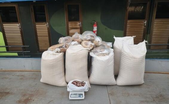 Agentes da Base Arpão apreendem pescado ilegal em embarcação oriunda do município de Uarini Agentes da Base Arpão apreendem pescado ilegal em embarcação oriunda do município de Uarini
