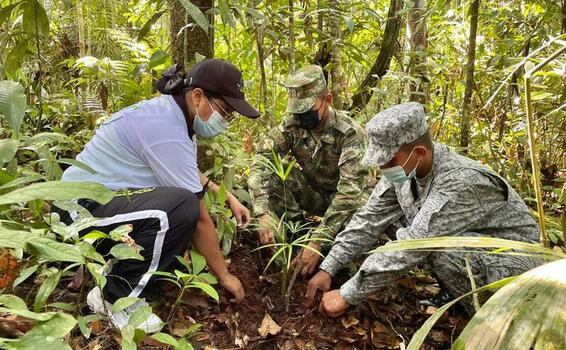 Jornada de reforestación mitiga el deterioro ambiental en el Amazonas