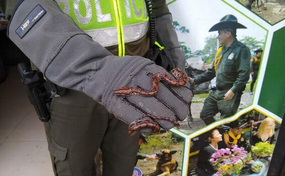 YA VAN DOS MAMÍFEROS DE LA ESPECIE "PEREZOSO", QUE SON RESCATADOS POR LA POLICÍA AMBIENTAL YA VAN DOS MAMÍFEROS DE LA ESPECIE "PEREZOSO", QUE SON RESCATADOS POR LA POLICÍA AMBIENTAL