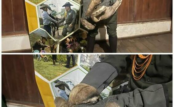 YA VAN DOS MAMÍFEROS DE LA ESPECIE "PEREZOSO", QUE SON RESCATADOS POR LA POLICÍA AMBIENTAL YA VAN DOS MAMÍFEROS DE LA ESPECIE "PEREZOSO", QUE SON RESCATADOS POR LA POLICÍA AMBIENTAL