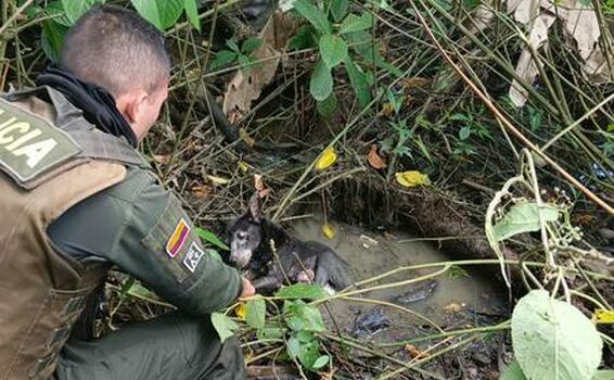 Unidades de la Policía rescatan canino y le brindan atención veterinaria Unidades de la Policía rescatan canino y le brindan atención veterinaria