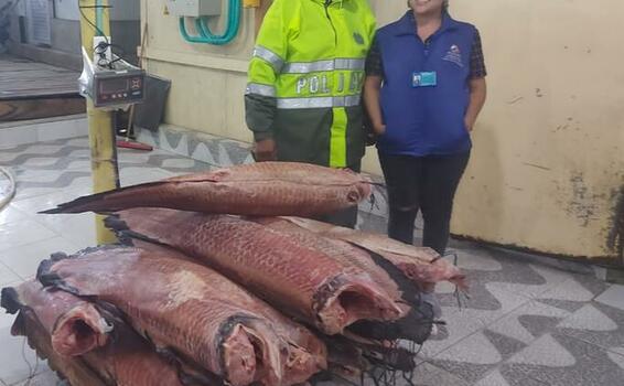 MÁS DE 236KG DE PESCADO DE LA ESPECIE PIRARUCÚ, FUERON INCAUTADOS POR NO CUMPLIR CON LA TALLA MÍNIMA MÁS DE 236KG DE PESCADO DE LA ESPECIE PIRARUCÚ, FUERON INCAUTADOS POR NO CUMPLIR CON LA TALLA MÍNIMA