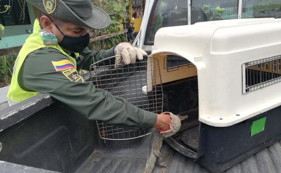 ’’SOMOS UNOS, SOMOS TODOS” RESCATANDO ESPECIES DE NUESTRA FAUNA SILVESTRE ’’SOMOS UNOS, SOMOS TODOS” RESCATANDO ESPECIES DE NUESTRA FAUNA SILVESTRE