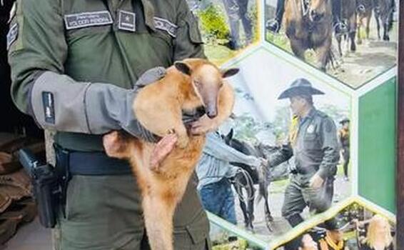 En Leticia, Amazonas | Policía Nacional protege la flora y fauna silvestre En Leticia, Amazonas | Policía Nacional protege la flora y fauna silvestre