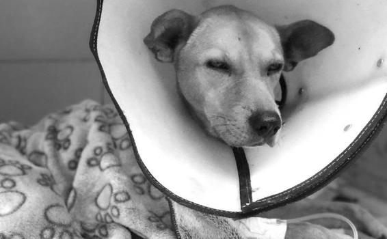 Aquiles, el perrito que falleció tras ser abusado sexualmente