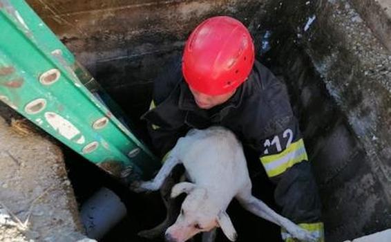 Bombeiros militares resgatam cachorro preso em um bueiro
