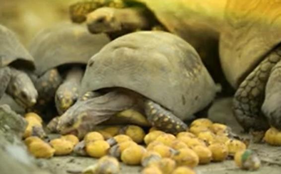 Canal Trece estrena el próximo sábado 5 de junio a las 8:00 pm la serie documental Zoocios Canal Trece estrena el próximo sábado 5 de junio a las 8:00 pm la serie documental Zoocios