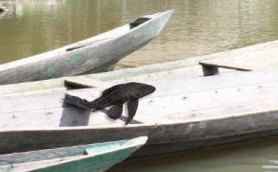 O Mistério do Bodó