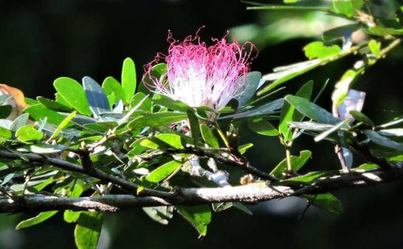 Selva amazónica medicina Bobinsana