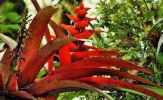 Fauna Amazonas Bromelias
