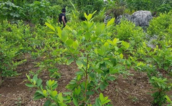 Coca Hoja de Coca en la Selva del Amazonas