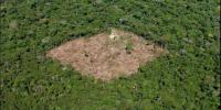 Selva deforestacion 