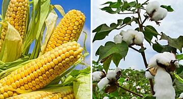 image for Gobierno plantea adelantar siembra de maíz y algodón