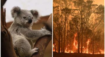 image for Mitad de la población de koalas habría muerto en Autralia por incendios