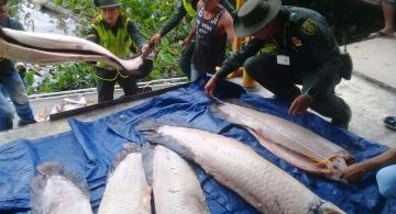 image for Policía ambiental incautan varios kilos de carne de pirarucu