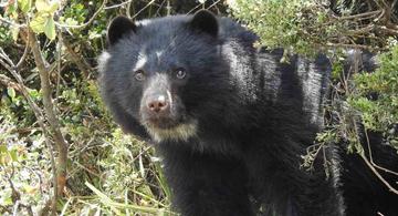 image for Imágenes de osos de anteojos jugando son captadas en Colombia