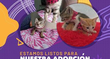 image for Adopta unos de estos bellos gaticos