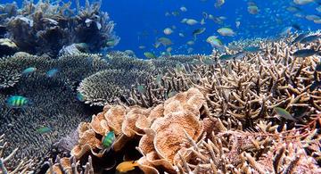 image for Hemos destruido la mitad de los corales