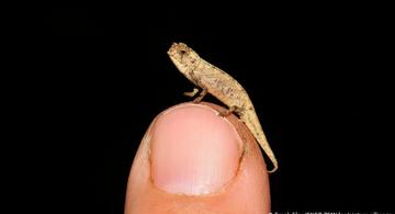 image for Descubren reptil más pequeño del mundo