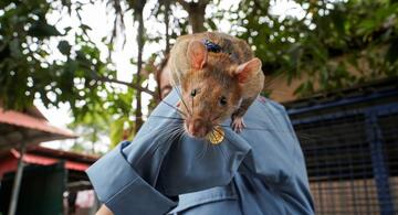 image for Muere  rata gigante que detectó cientos de minas terrestres 