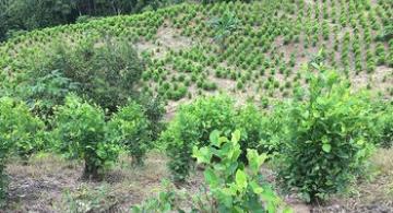 image for Gobierno Nacional buscará erradicar 130 000 hectáreas de hoja de coca