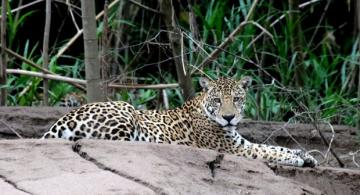 Jaguar en un piedra descansando 