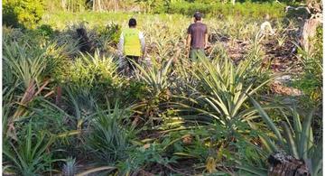 image for Inspección fitosanitaria para proteger cultivos de piña | Vaupés