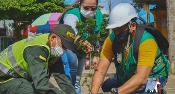 image for Día mundial del árbol | Reforestación de árboles frutales