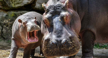 image for Día Mundial del Hipopótamo