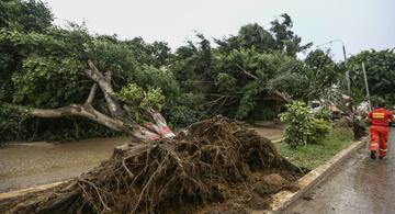 image for Lluvia intensas y fuertes vientos en Tumbes dejan tres árboles caídos 