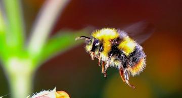 image for Científicos encuentran similitudes entre la actividad cerebral de las abejas y los humanos