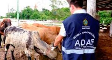 Pessoa frente a gado fiscalizando