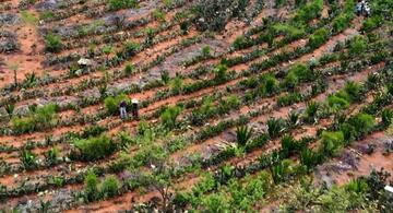 image for Agricultores en Brasil que convirtieron un desierto en un bosque