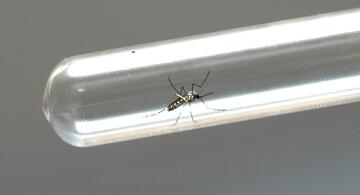 image for Amazonas integra ação para testar resistência do Aedes aegypti
