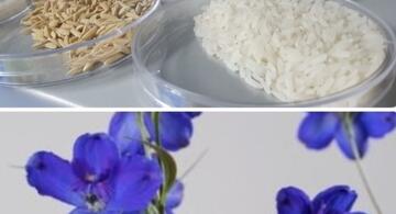 image for Colombia podrá exportar semilla de arroz y plantas in vitro de delphinium a Ecuador