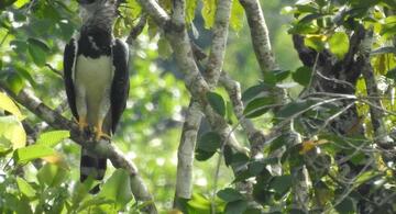 image for Colombia obtiene primer puesto en aves en el Global Big Day