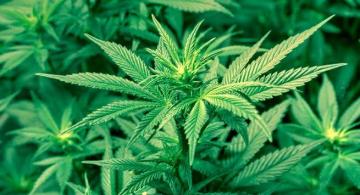 Plantas de marihuana en una foto 