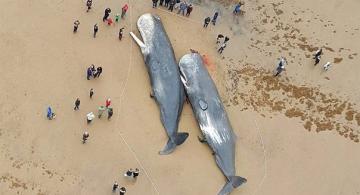 image for Encuentran partes de autos y plástico en ballenas muertas