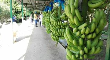image for Sector bananero tendrá cero aranceles para exportaciones