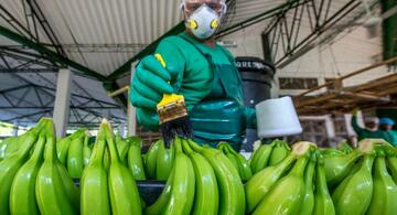 image for Bananos editados geneticamente estarian disponibles en Colombia