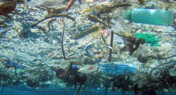 Mar con basura peligrosa para la fauna