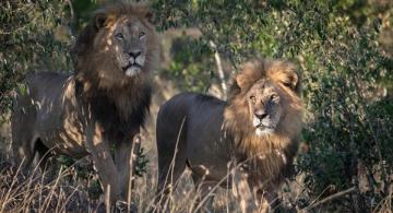 Dos leones siendo fotografiados
