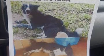 Afiche de perro desaparecido