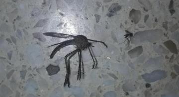 image for Argentinos alarmados por aparición de mosquitos gigantes 