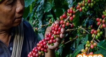 image for Productores de café participan en gran feria orgánica mundial