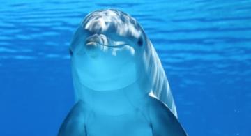 Delfin mirando una camara